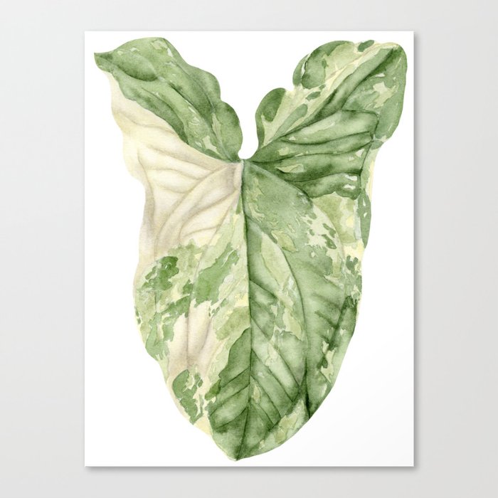 Syngonium Albo Variegata Watercolor Leaf Painting Canvas Print