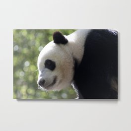 Panda Bear Metal Print