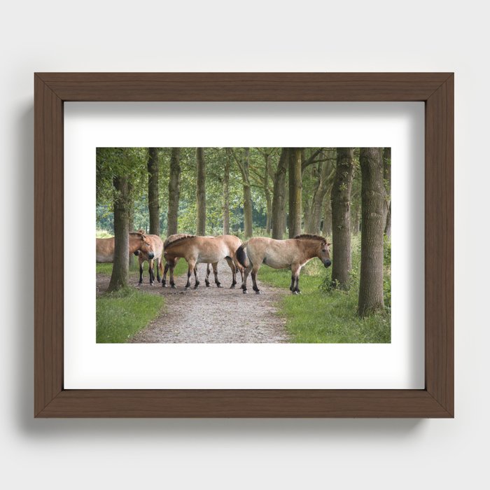 Przewalski's horses Recessed Framed Print