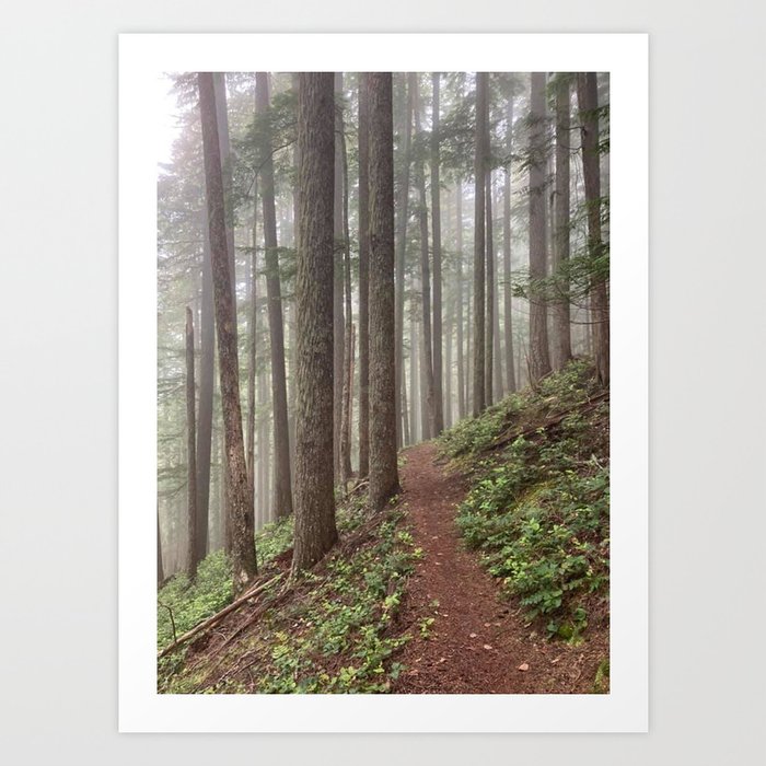 Tree Trail and Fog Art Print