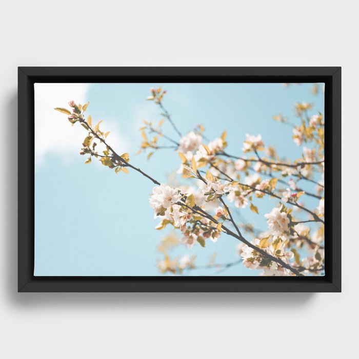 Apple Blossom I Framed Canvas