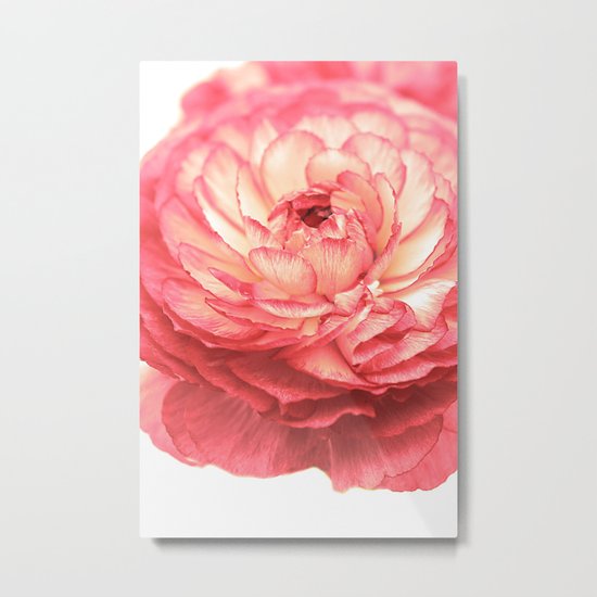 Vintage Ranunculus (9) Metal Print