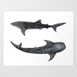 Whale sharks Art Print