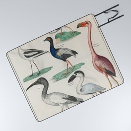 Okens Allgemeine Naturgeschichte by Lorenz Oken published in 1843 a lithograph of pied avocet and oy Picnic Blanket