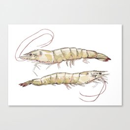 Seeing Double Shrimp Canvas Print