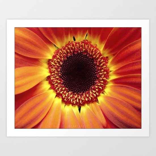 Harvest Sunflower Art Print