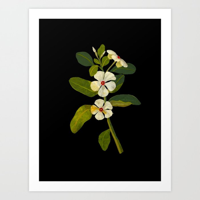 Mary Delany Vinca Rosea Vintage Botanical Art Black Background