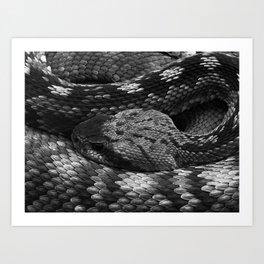 Diamondback Rattlesnake Art Print