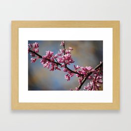 Spring Blossoms Framed Art Print