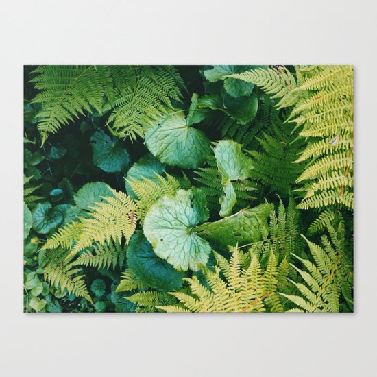 Green fern Canvas Print
