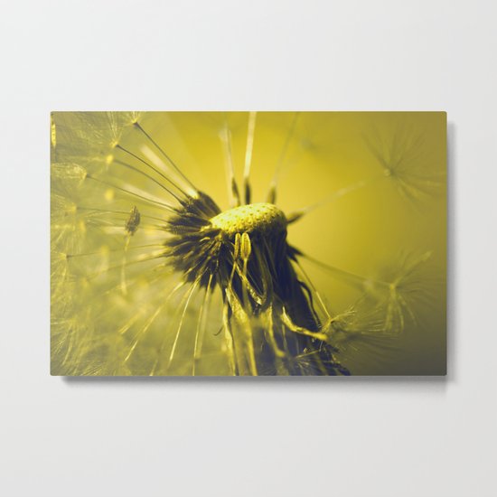 Dandelion Metal Print