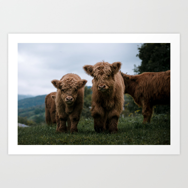 Scottish Highland Cattle Calves Babies Playing Ii Art Print By Regnumsaturni Society6