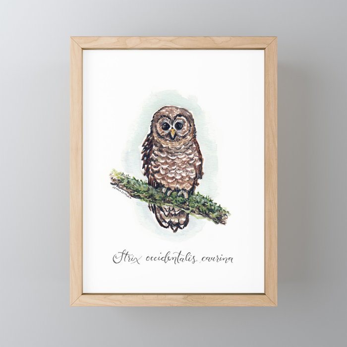 Northern Spotted Owl Illustration Framed Mini Art Print