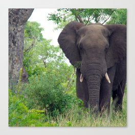 South Africa Photography - Elephant Walking Through The Forest Canvas Print