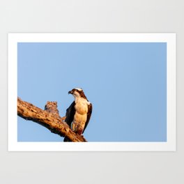 Osprey Perched With A Fish | Wildlife Photography Art Print