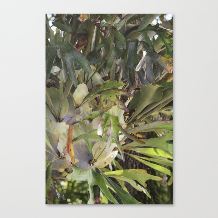 The Staghorn  |  The Houseplant Collection Canvas Print