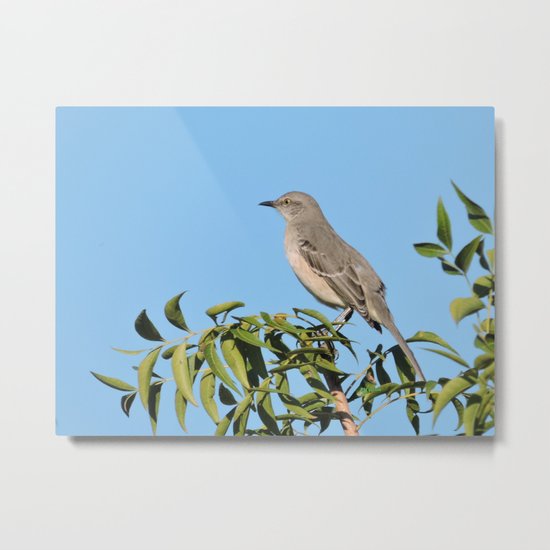 Northern Mockingbird Looks South Metal Print