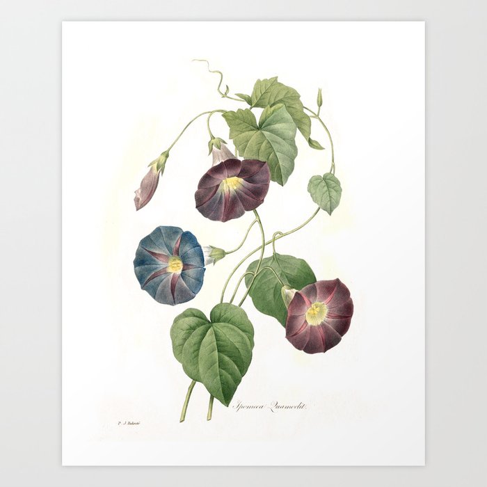 Star Glory Morning Glory Botanical Print Art Print