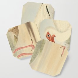 American White Ibis, Vintage Print from The Genera of Birds (1844-49) Coaster