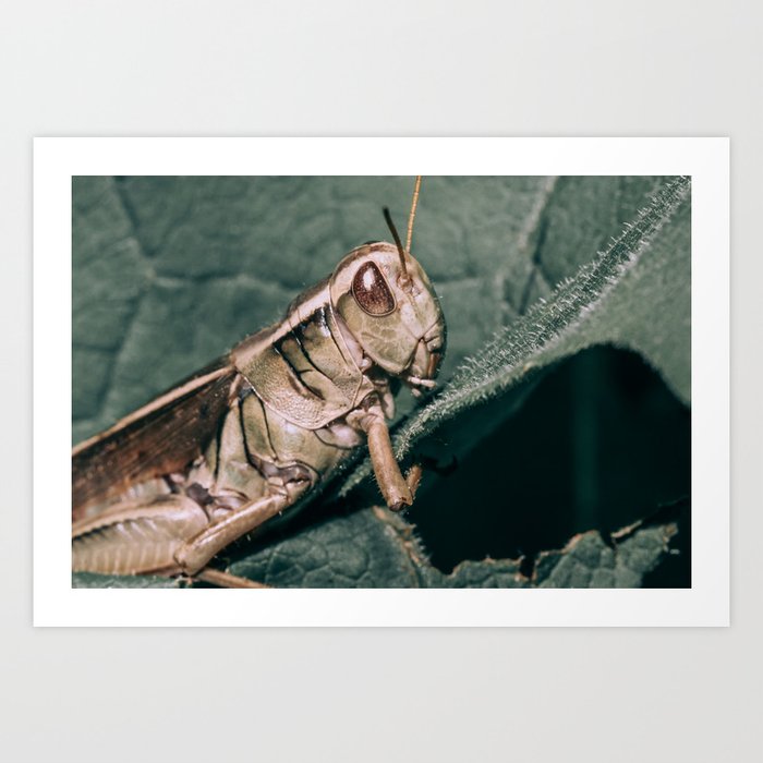Grasshopper Hugs a Warm Leaf. Art Print