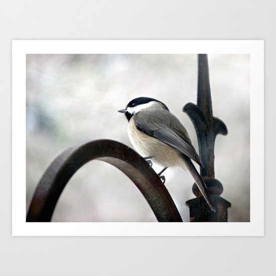 my Little Carolina Chickadee Art Print
