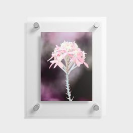 Moody Pink Tone On Epidendrum Radicans Orchid Close Up Floating Acrylic Print