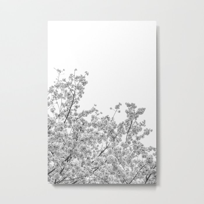 Cherry Blossoms (Black and White) Metal Print