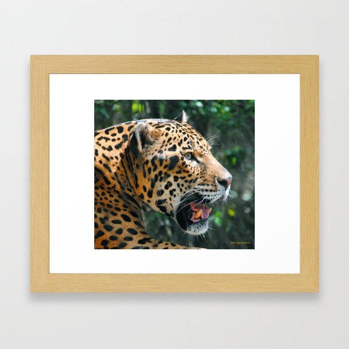 Jaguar in May Framed Art Print