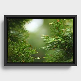 Evergreen Rainy Bokeh Framed Canvas