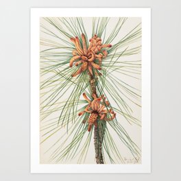 Loblolly Pine Botanical Watercolor Art Print