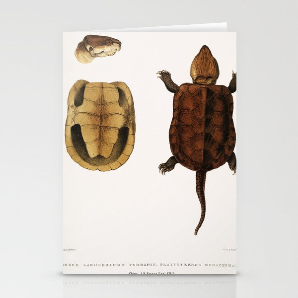 Chinese Large Headed Terrapin (Platysternon megacephalum) Stationery Cards