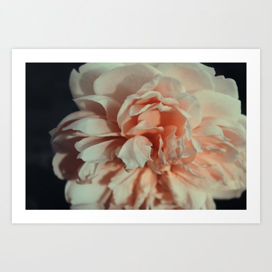 Wildeve Rose No. 1 Art Print