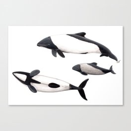 Commerson´s dolphins Canvas Print