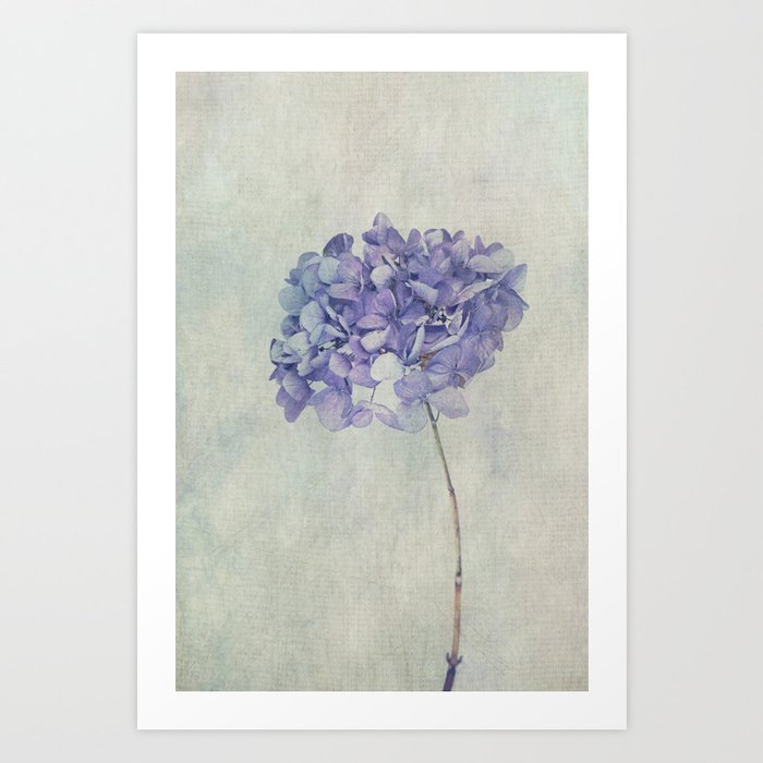 Beautiful Blue Hydrangea Art Print