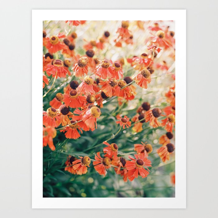 Echinacea flower field Art Print