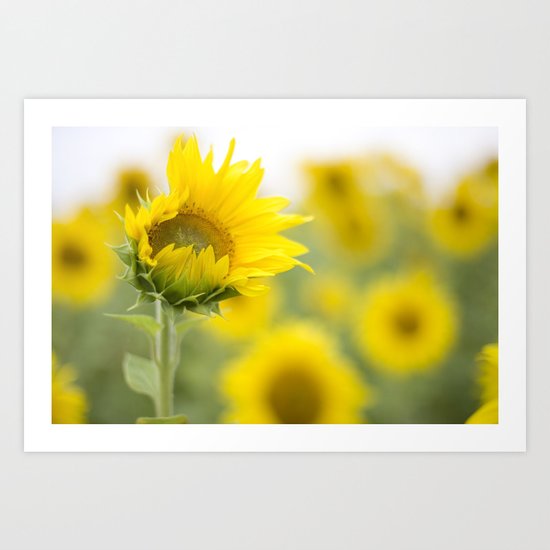 little sunflower Art Print