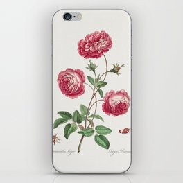 Provence Rose iPhone Skin