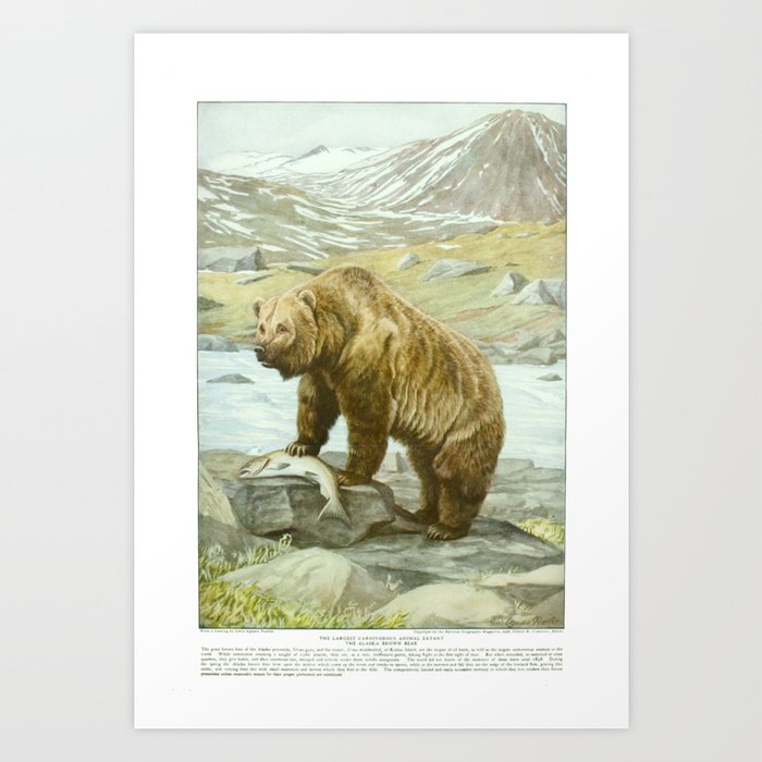 The Alaskan Brown Bear Art Print