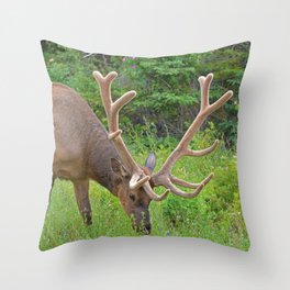 Elk with his velvet in Jasper National Park Throw Pillow