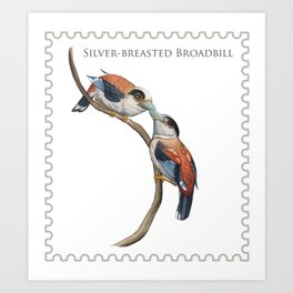 Silver-breasted Broadbill (Serilophus lunatus) Art Print