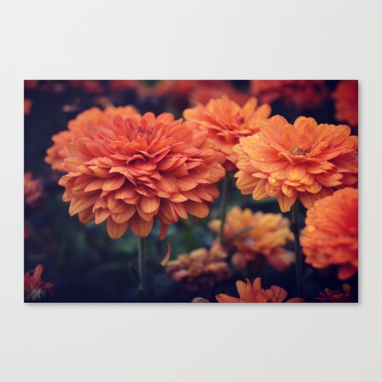 Sweet Orange Canvas Print