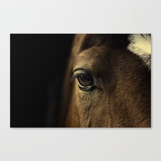 horse Canvas Print