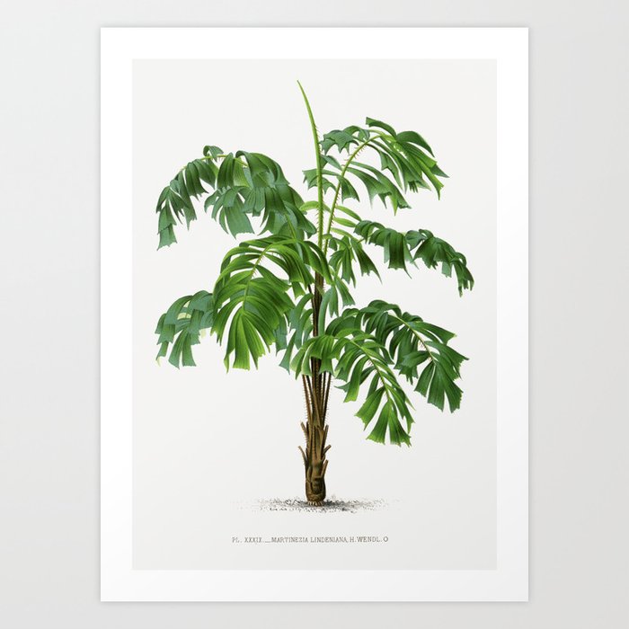 Vintage Palm Tree | Martinezia lindeniana | Aiphanes lindeniana | Les Palmiers Histoire Iconographique (1878) | Art Print