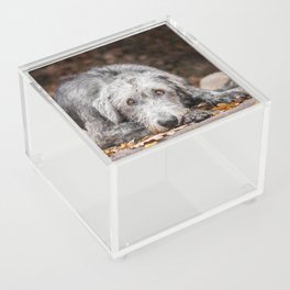 Irish Wolfhound lies on the pad with fallen autumn leaves. Acrylic Box