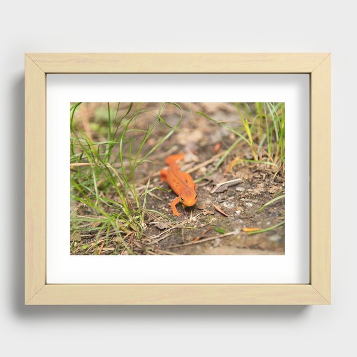 Red Spotted Newt Recessed Framed Print