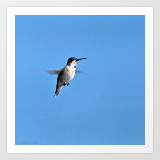 Juvenile Ruby-Throated Hummingbird Art Print