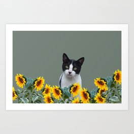 Black and white Cat with sunflowers Art Print