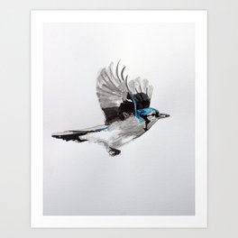 Blue Jay Art Print