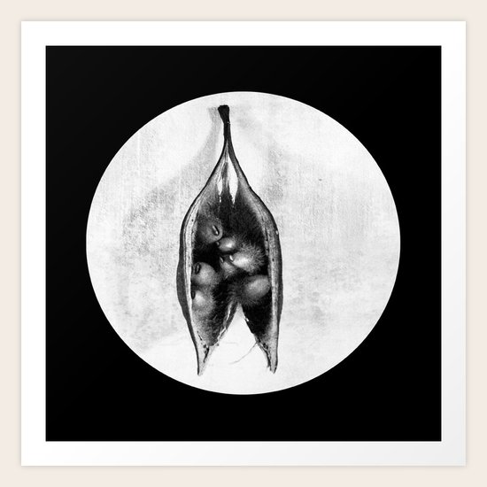 Seeds Art Print