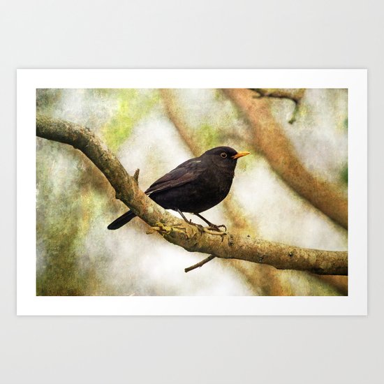 Blackbird Art Print